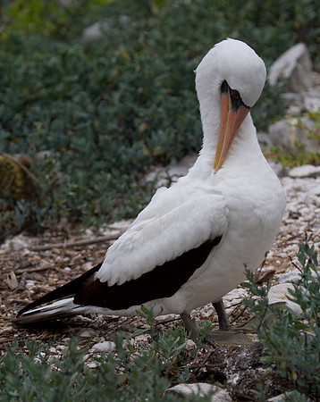 Nazca Booby (Sula granti)