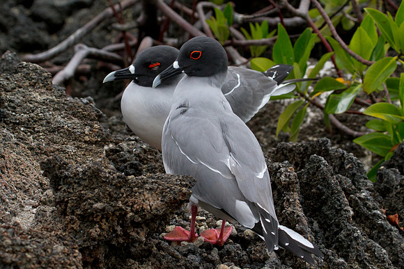 Swallow-tailed Gull (Creagrus furcatus)