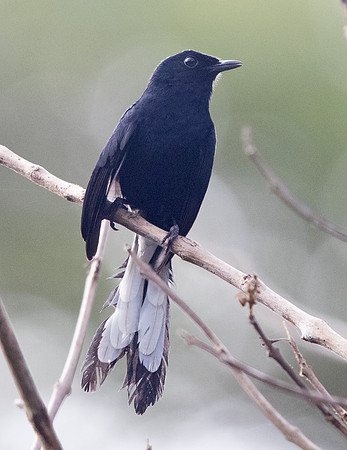 White-vented shama (Copsychus niger)