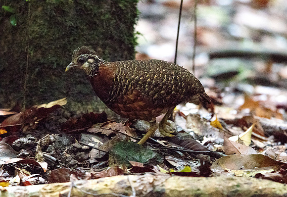 Chestnut-necklaced partridge (Arborophila charltonii)