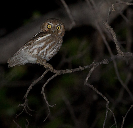 Elf owl (Micrathene whitneyi)