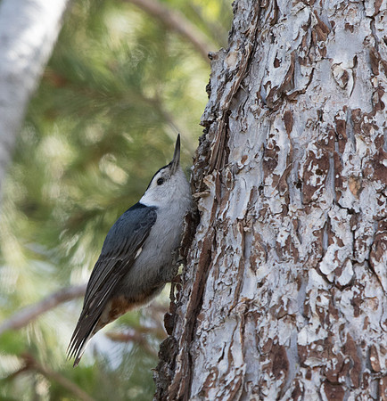 White-breasted nuthatch (Sitta carolinensis)