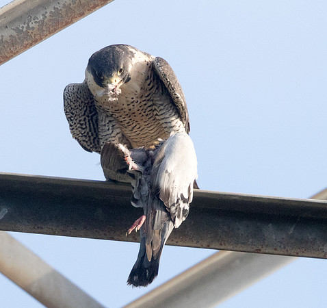 Peregrine falcon (Falco peregrinus)