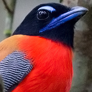 Scarlet-rumped trogon (Harpactes duvaucelii) Male