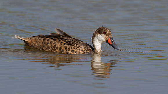 White-cheeked Pintail (Anas bahamensis)