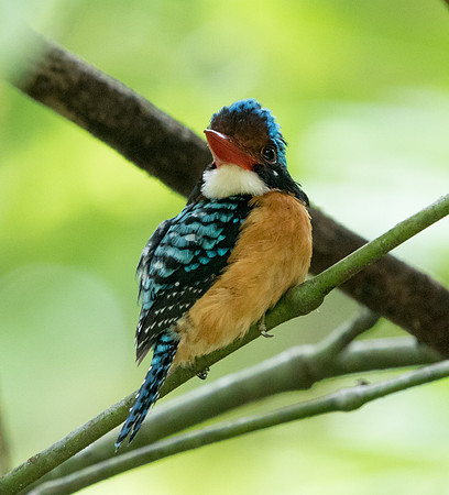 Bornean Banded Kingfisher (Lacedo melanops) Male