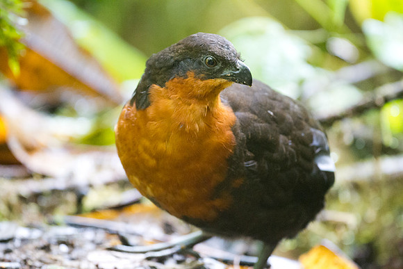 Dark-backed Wood Quail (Odontophorus melanonotus)
