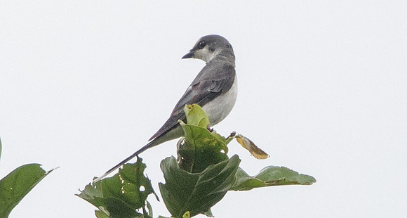 Ashy minivet (Pericrocotus divaricatus)
