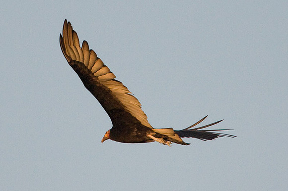 Lesser Yellow-headed Vulture (Cathartes burrovianus)