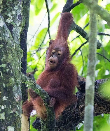 Bornean orangutan (Pongo pygmaeus) Juv
