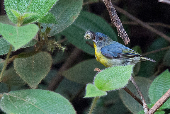 Crimson-breasted flowerpecker (Prionochilus percussus)