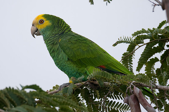 Yellow-shouldered Amazon (Amazona barbadensis) also known as Yellow-shouldered Parrot