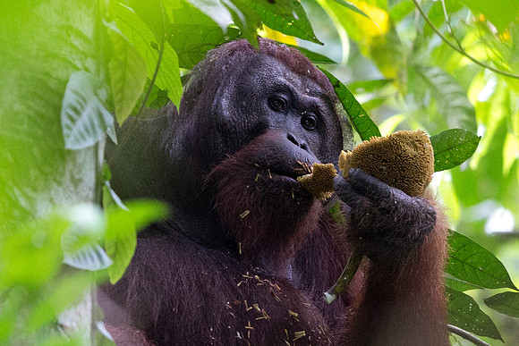 Bornean orangutan (Pongo pygmaeus) Male