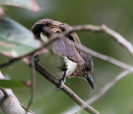 White-eared brown dove (Phapitreron leucotis)