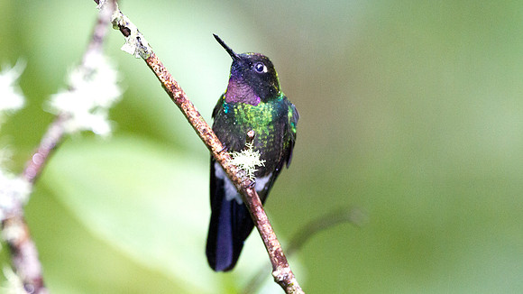 Tourmaline Sunangel (Heliangelus exortis)