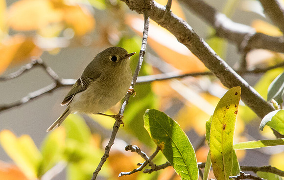 Ruby-crowned kinglet (Regulus calendula)