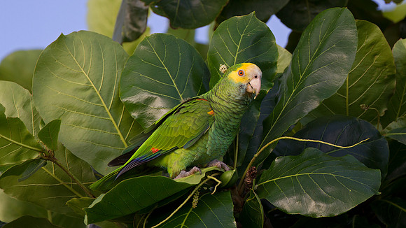 Yellow-shouldered Amazon (Amazona barbadensis)