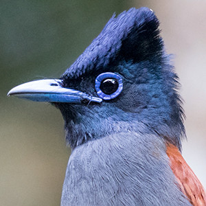 Asian paradise flycatcher (Terpsiphone paradisi) Male