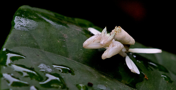 Orchid mantis (Hymenopus coronatus)