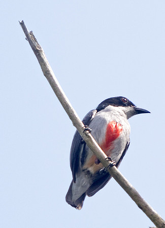 Red-keeled flowerpecker (Dicaeum australe)