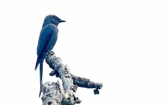 Ashy drongo (Dicrurus leucophaeus)