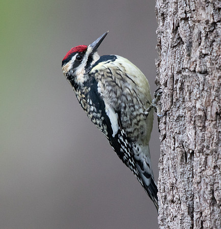 Yellow-bellied sapsucker (Sphyrapicus varius) Female