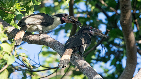 Luzon hornbill (Penelopides manillae)