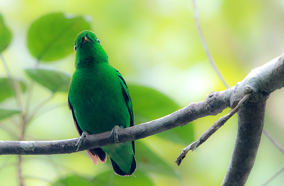 Green broadbill (Calyptomena viridis) Male