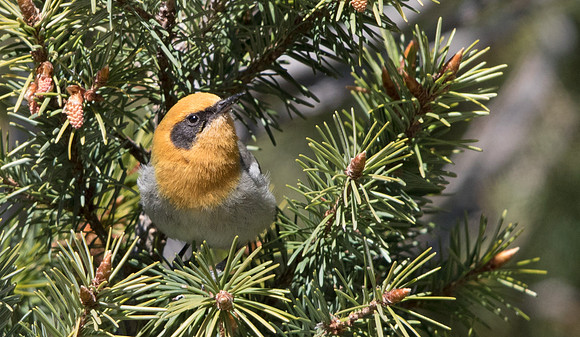 Olive warbler (Peucedramus taeniatus)