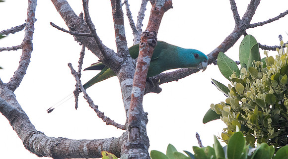 Blue-headed racket-tail (Prioniturus platenae)