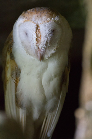 Barn Owl (Tyto alba furcata) male