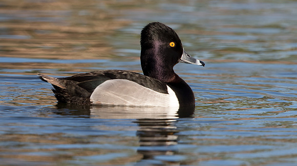 Ring-necked duck (Aythya collaris)  Male