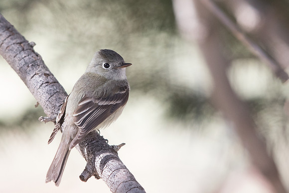 Gray flycatcher (Empidonax wrightii)