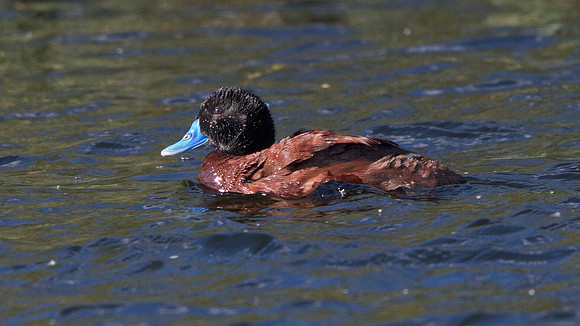 Blue-billed duck (Oxyura australis)