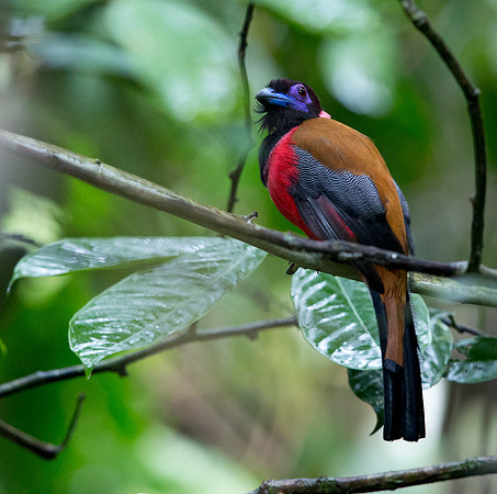 Diard's trogon (Harpactes diardii) Male