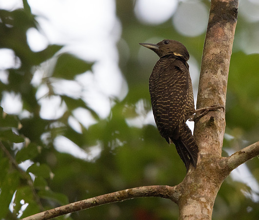 Buff-necked woodpecker (Meiglyptes tukki)