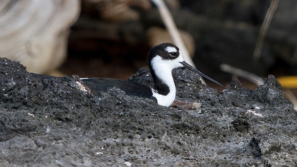 Black-necked Stilt (Himantopus mexicanus)