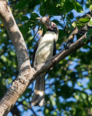 Luzon hornbill (Penelopides manillae) Male