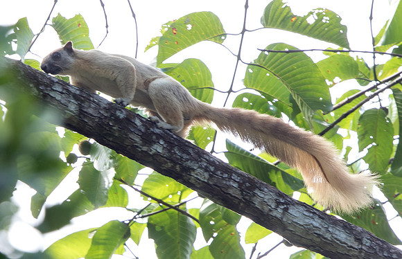 Cream-coloured giant squirrel (Ratufa affinis)