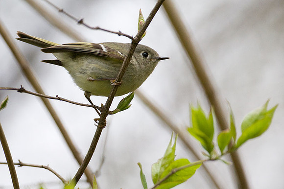 flycatcher?