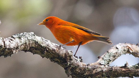 ʻAkepa (Loxops coccineus) Male