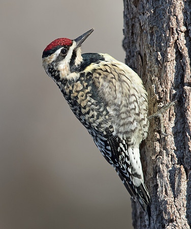 Yellow-bellied sapsucker (Sphyrapicus varius) Female