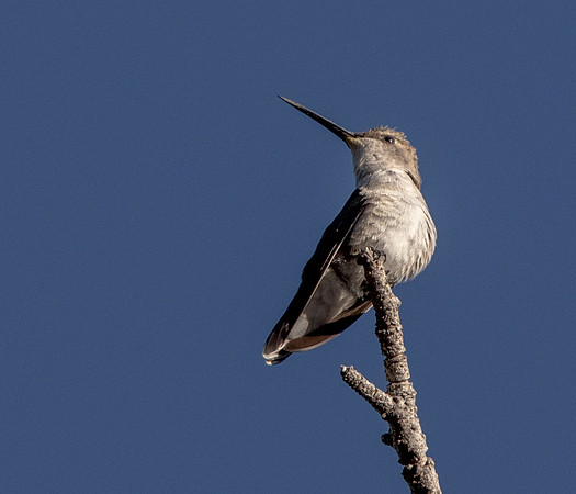 Black-chinned hummingbird (Archilochus alexandri) Female