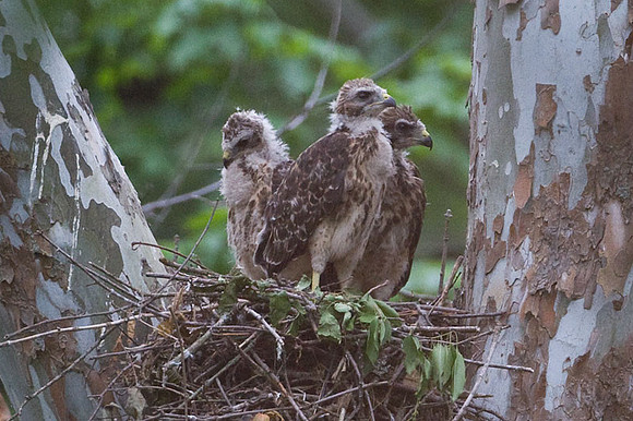 Red-shouldered Hawk (Buteo lineatus) juvenile