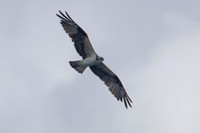 Osprey (Pandion haliaetus)