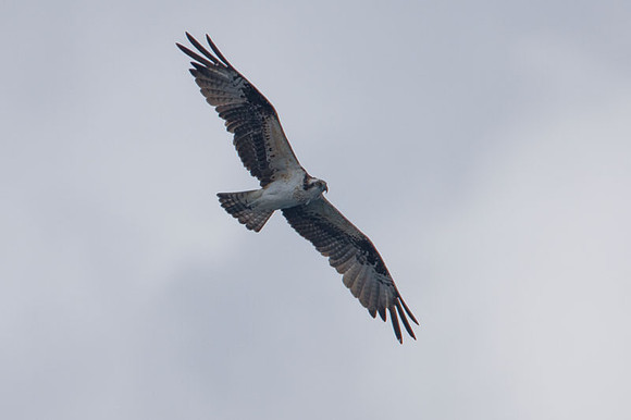 Osprey (Pandion haliaetus)