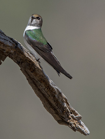 Violet-green swallow (Tachycineta thalassina)