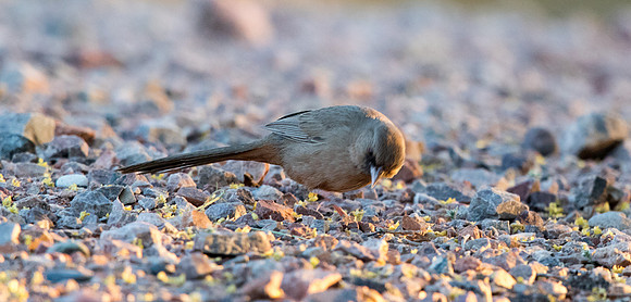 Abert's towhee (Melozone aberti)