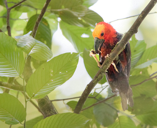Bornean bristlehead (Pityriasis gymnocephala)