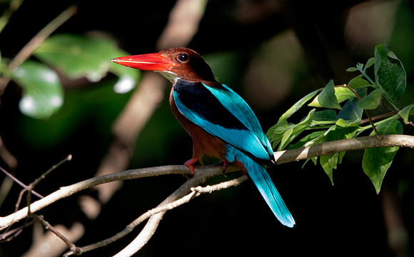 White-throated kingfisher (Halcyon smyrnensis)